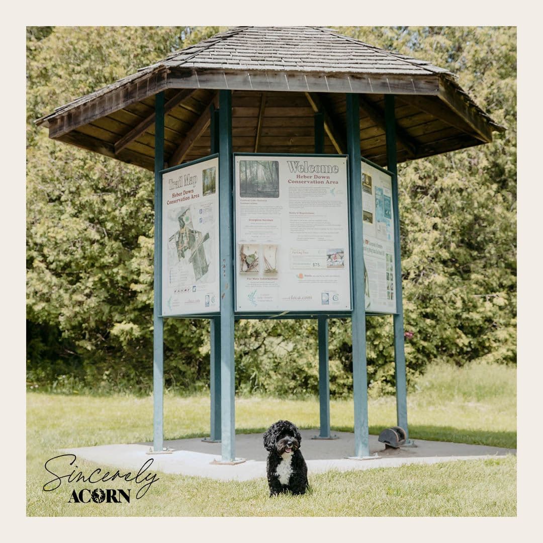 Sincerely, Acorn Towns - Image 8